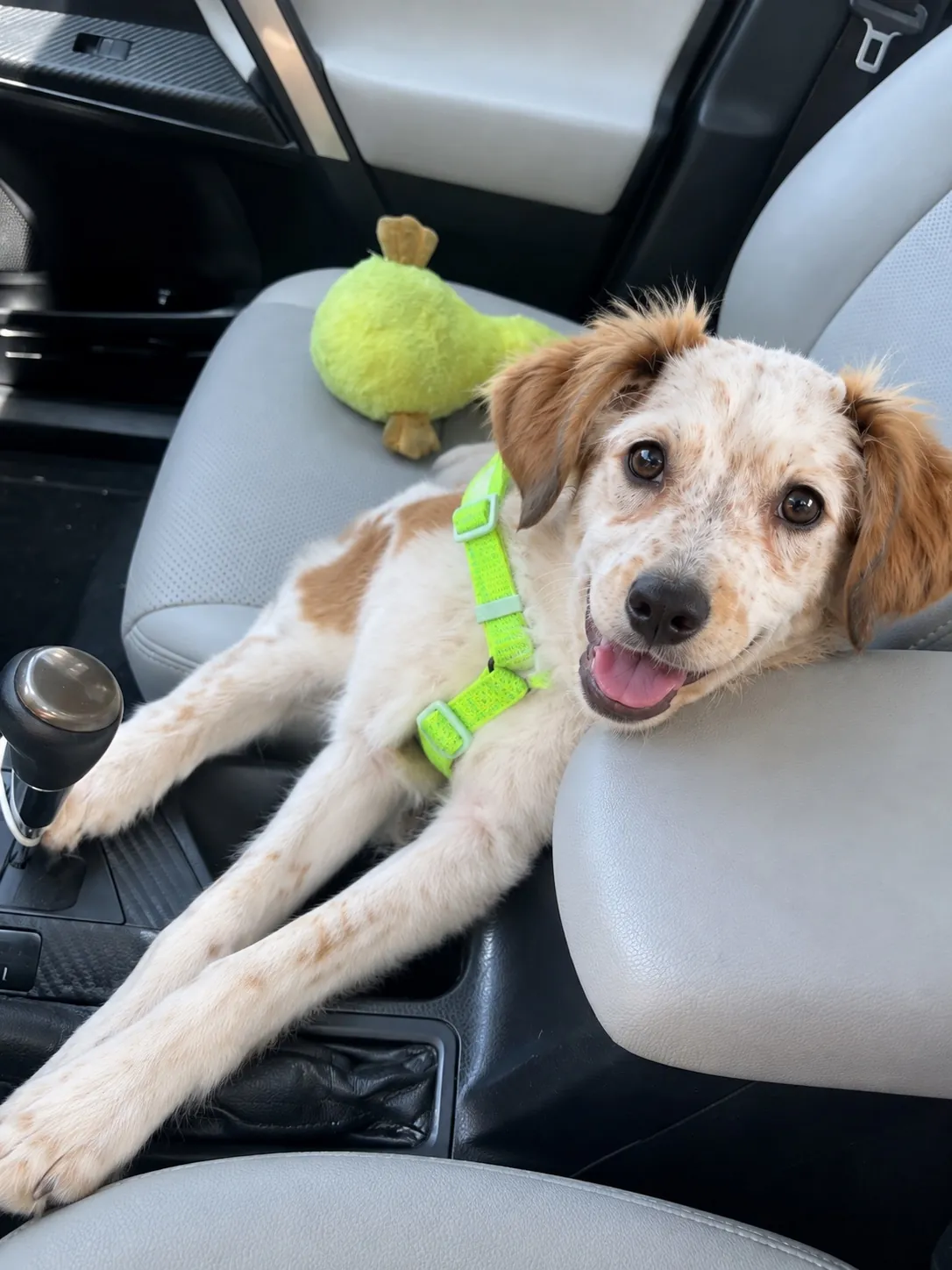 Boo in a neon harness stretched out between the car seats with his toy