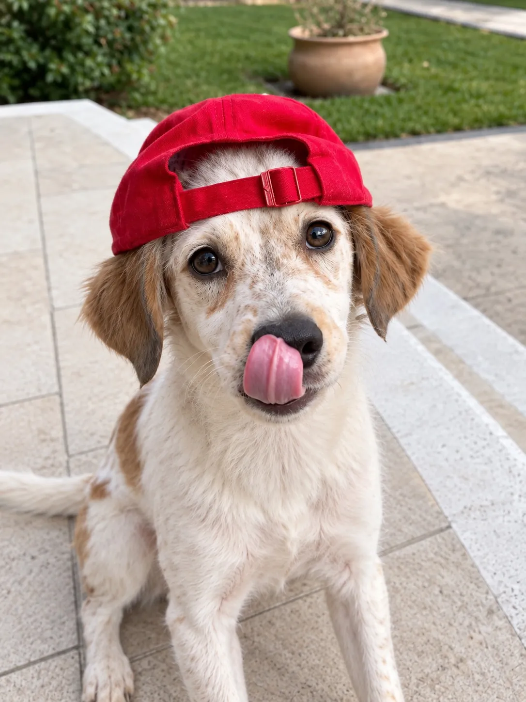 Boo wearing a red baseball cap backwards, licking his nose